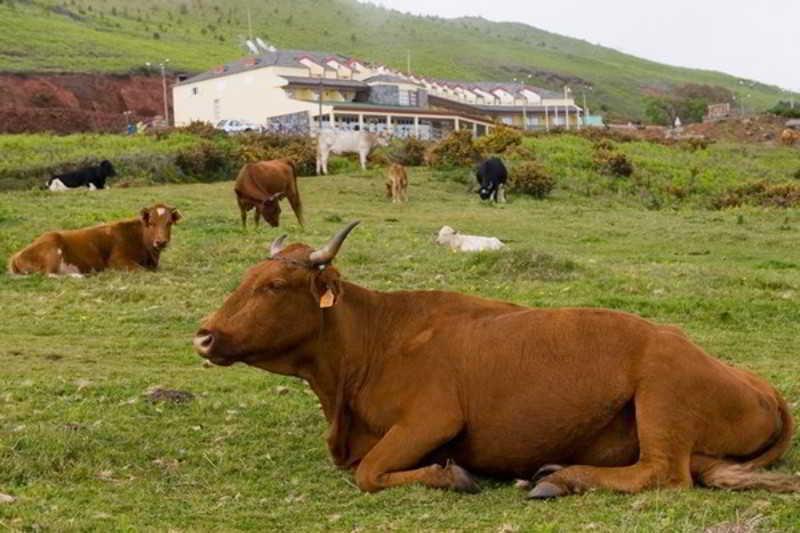 Hotel Pico Da Urze - Paul Da Serra Calheta  Zewnętrze zdjęcie